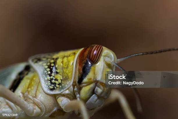 Foto de Closeup De Um Belos Locust e mais fotos de stock de Amarelo - Amarelo, Animal, Antena - Parte do corpo animal