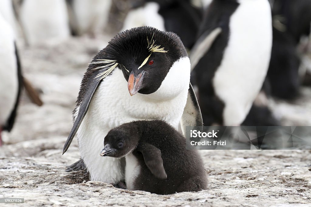 Gorfou sauteur et chick - Photo de Gorfou sauteur libre de droits