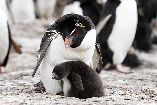 Rockhopper Penguin and chick stock photo