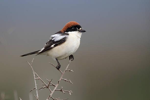 istock Woodchat shrike, Lanius senator 179321883