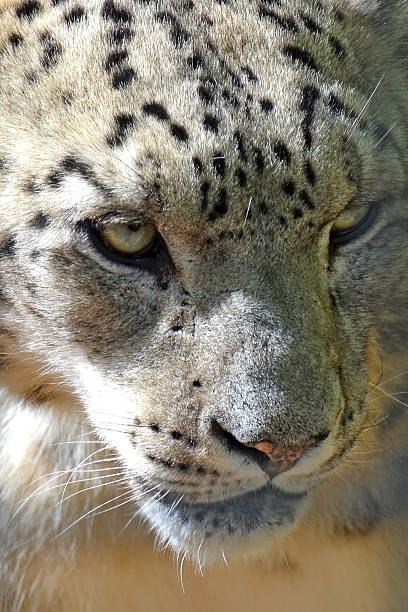 Snow Leopard stock photo