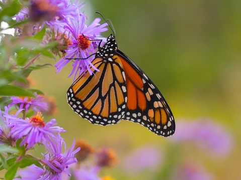 A monarch butterfly on a butterfly bush with a blue sky in the background
