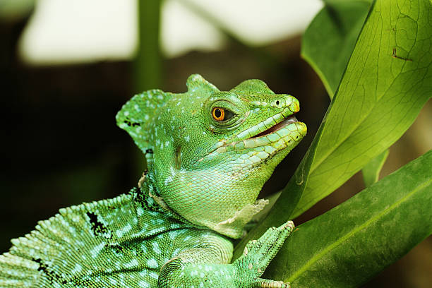 istock Close up of Green Basilisk Lizard 179322242