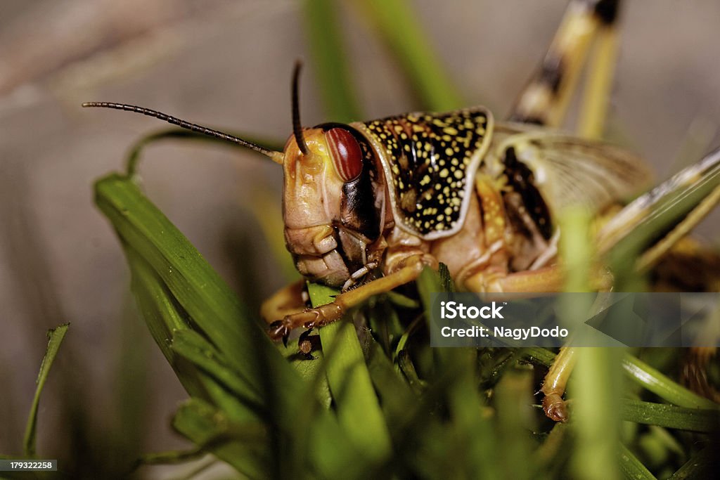 Par locust manger - Photo de Aile d'animal libre de droits