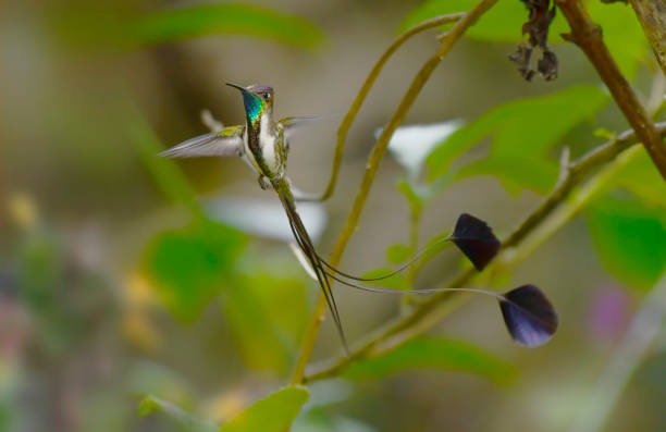 istock Endangered Marvelous Spatuletail hummingbird in flight 1793222862