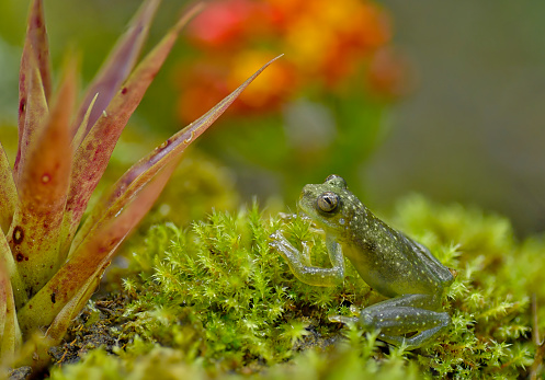 A Rulyrana mcdiarmidi glass frog is seen near a flower.  The frog is very small and light green color.  The frog has yellow spots all over its body.  The small tropical frog has a transparent belly.  This frog can be found in the Andes mountains of Peru and Equador.