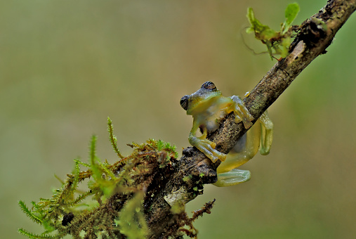 A Rulyrana mcdiarmidi glass frog is seen on a branch.  The grog is very small and light green color.  The frog has yellow spots all over its body.  The small tropical frog has a transparent belly.  This frog can be found in the Andes mountains of Peru and Equador.