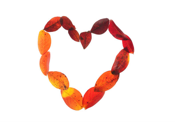 Colorful Autumn leaves in a heart shape, isolated on white