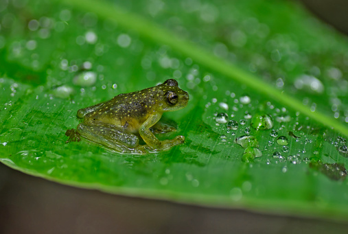 A Focus Stacked Close-up Image of a Green Frog Sitting on a Rock with an Out of Focus Green Background