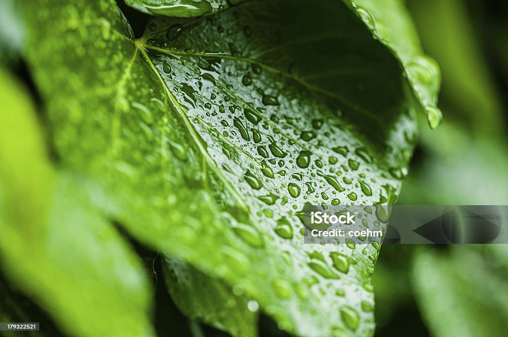 Folha com gotas - Foto de stock de Chuva royalty-free