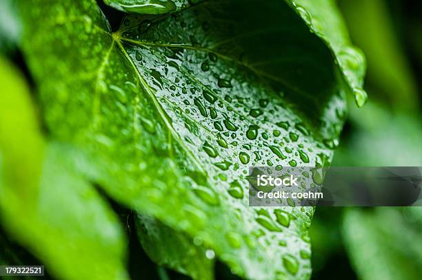 Foto de Folha Com Gotas e mais fotos de stock de Chuva - Chuva, Clorofila, Flora