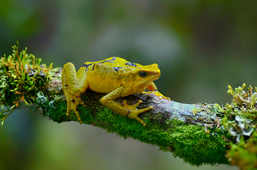 A critically endangered wild yellow Atelopus epikeisthos is seen on a branch covered in moss .  This new and critically endangered species of Atelopus from the Andes of northern Peru is a harlequin toad.  It is extremely rare.  This toad is found near streams in the high Andes and is 2 inches in length.