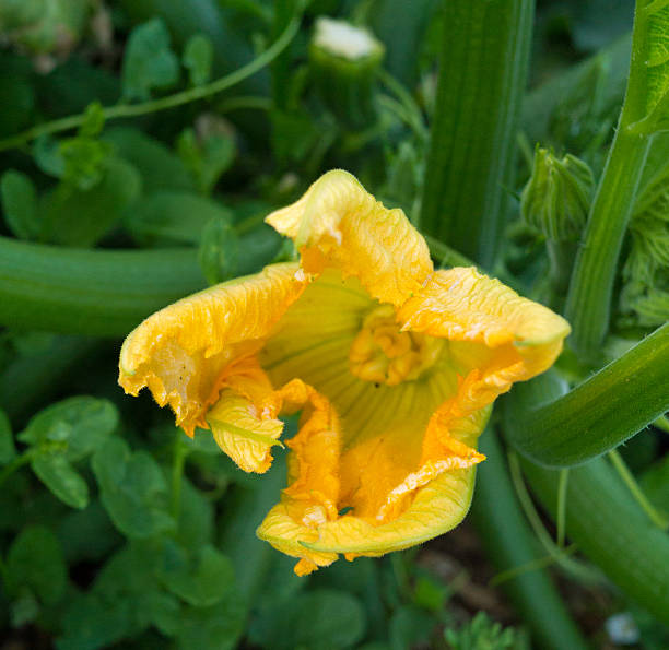 Planta (con flores de calabacín) crece en una comunidad agrícola - foto de stock