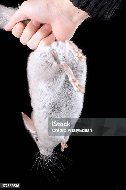 Gray Ebonite Chinchilla On Black Stock Photo - Download Image Now - Animal, Animal Hair, Animal Whisker