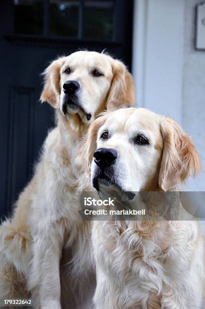 Golden Retiever Par - Fotografias de stock e mais imagens de Animal - Animal, Animal de Estimação, Cachorrinho