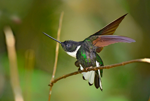 A Collared Inca hummingbird is seen perching on a branch.  The birds wings are pulled back as the bird is  stretching.  The tail wings are flared open as well.  The hummingbird has a long black beak and a green fluorescent body.  The Collared Inca hummingbird is found in the high Andes mountains of Peru.