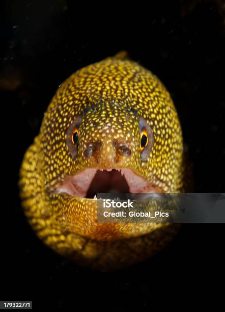 Gymnothorax Miliaris Foto de stock y más banco de imágenes de Serpiente - Serpiente, Subacuático, Agresión