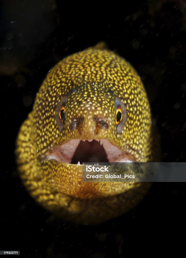 Gymnothorax miliaris - 로열티 프리 뱀 스톡 사진