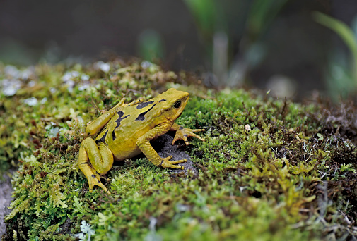 A critically endangered wild yellow Atelopus epikeisthos is seen on moss.  This new and critically endangered species of Atelopus from the Andes of northern Peru is a harlequin toad.  It is extremely rare.  This toad is found near streams in the high Andes and is 2 inches in length.