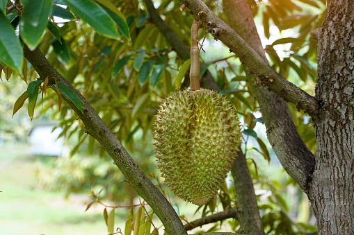 The durian on the tree is the king of fruits. The skin is thick and hard with sharp thorns. The yellow flesh is separated into lobes. with brown seeds inside the meat have a unique smell sweet taste