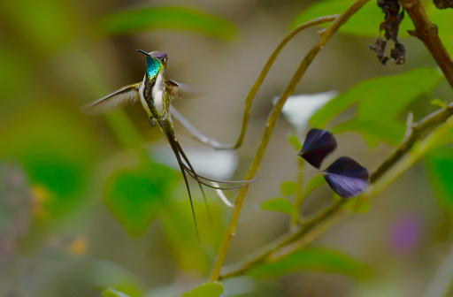 An endangered Marvelous Spatuletail hummingbird is seen in flight about to extract nectar from a flower.  This small rare and endangered hummingbird is found within a rather small area in the Andean cloud forest in northern Peru.  The tails of the hummingbird look like spatulas.