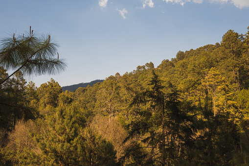 Forest full of trees and pines in the mountains of Michoacan, the sunset gives a golden hue to the leaves of the trees.