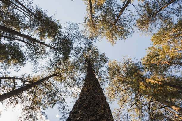 istock Forest full of trees and pines in the mountains 1793231502