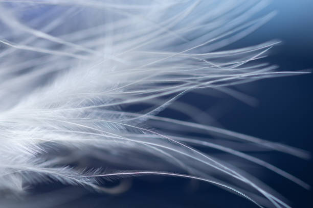 istock macro photo close up feathers delicate weightless light white on a blue background. 1793233675