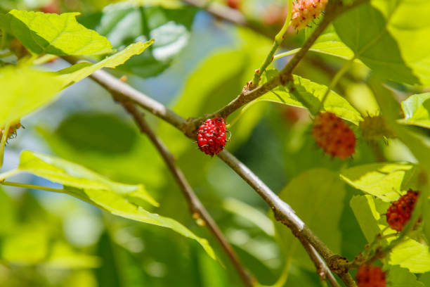 istock fruit known as blackberry outdoors in Rio de Janeiro. 1793233677