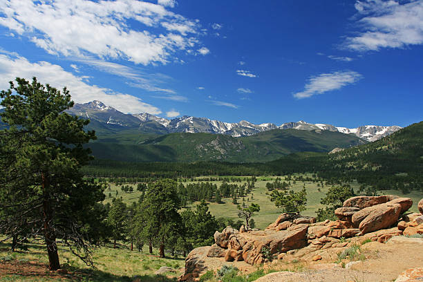 istock alpine avens at Rocky Mountain national park 179323586