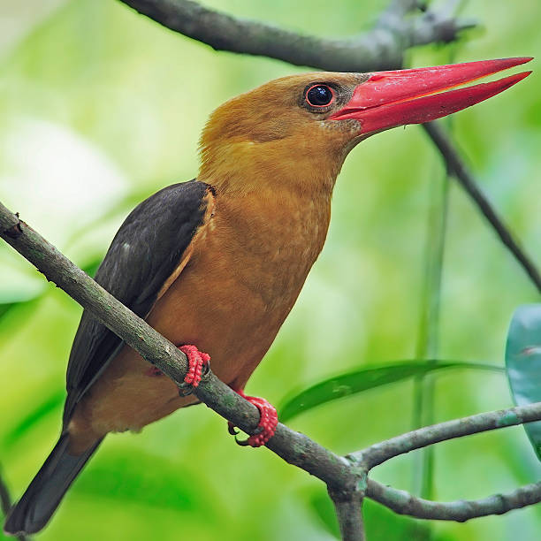 istock female Brown-winged Kingfisher 179323670