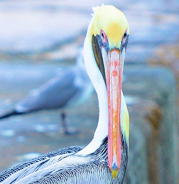 Pelican Stare stock photo