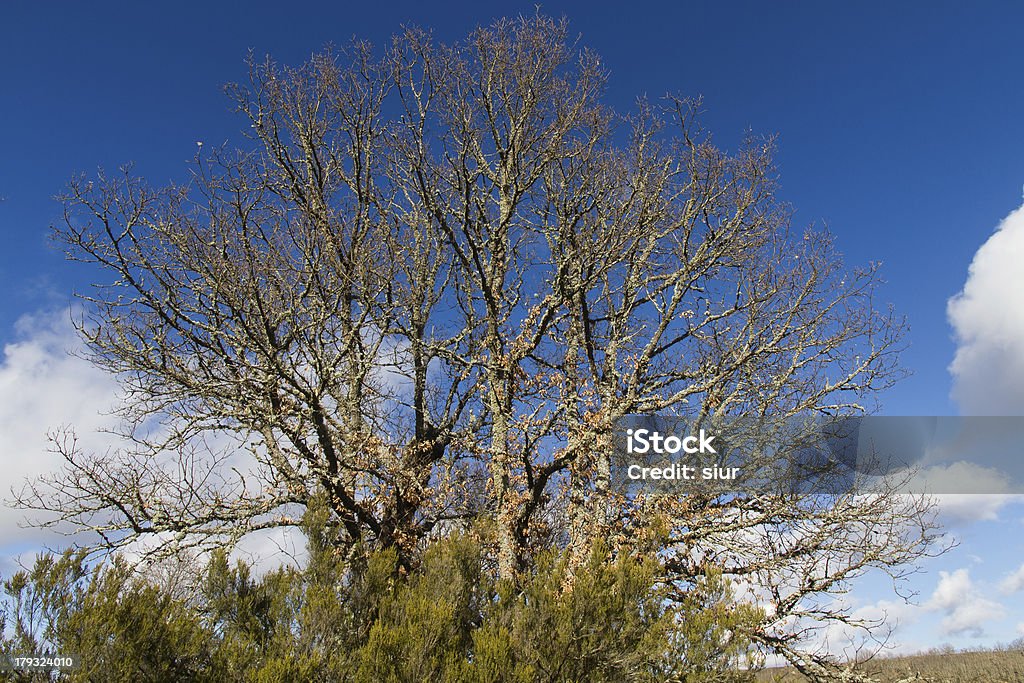 Grande albero di quercia con mélange - Foto stock royalty-free di Albero