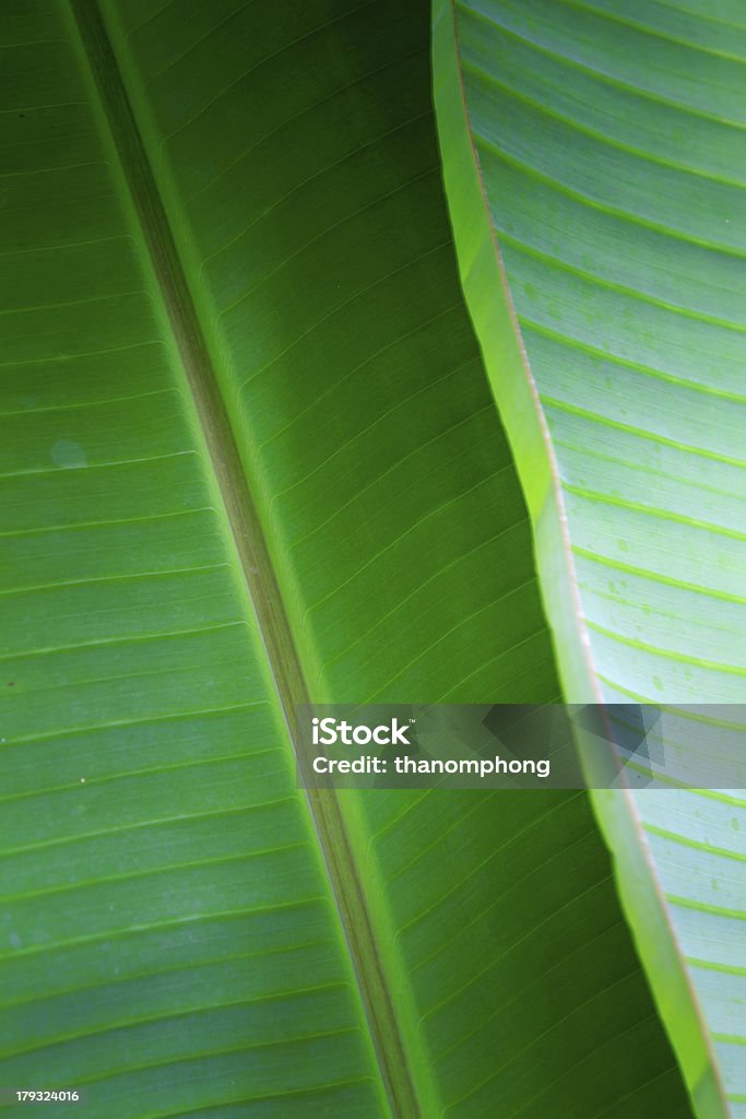Hoja de banana primer plano - Foto de stock de Abstracto libre de derechos