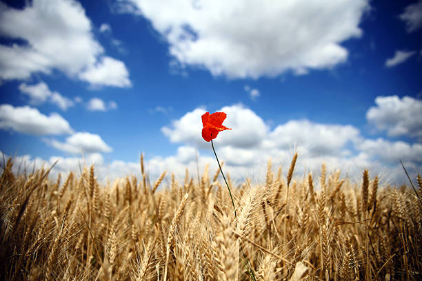 A poppy flower in a wheat field under a blue cloudy sky