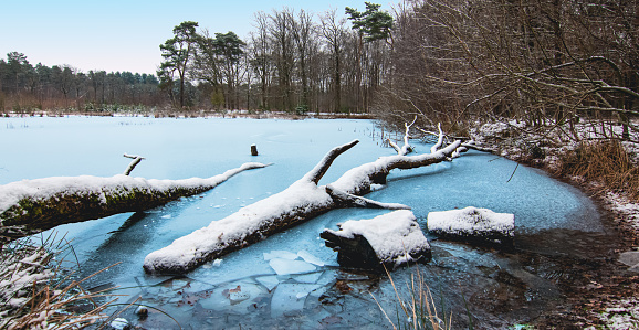 Winter landscape with fallen trees on frozen pond of National park Merode in Belgium. Cold day.