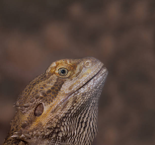 istock Close-up of Bearded dragons eye (Pogona vitticeps) 179324279