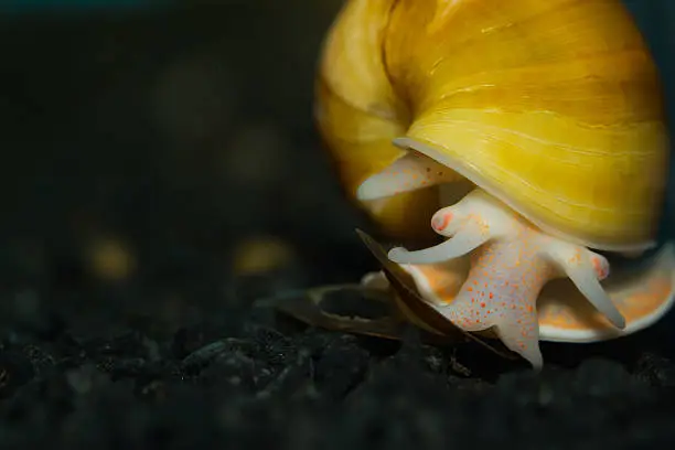Photo of Yellow Apple Snail