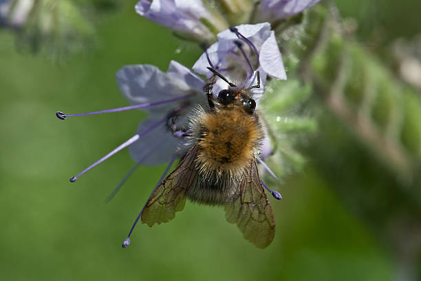 istock Bee on the phacelia flowers 179324447