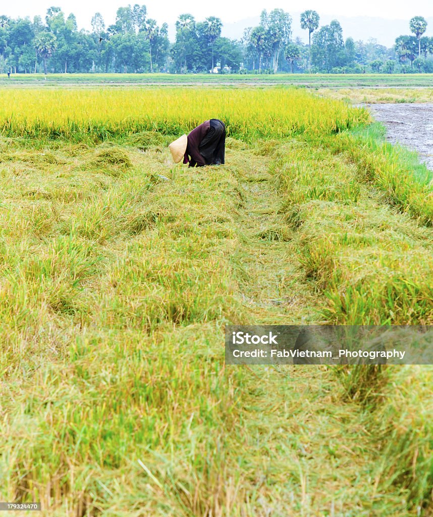 Persone che lavorano sul campo di riso - Foto stock royalty-free di Abbigliamento