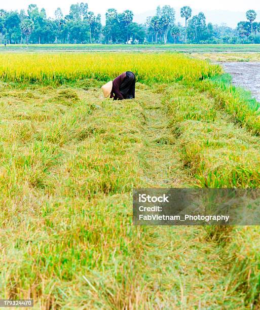 Persone Che Lavorano Sul Campo Di Riso - Fotografie stock e altre immagini di Abbigliamento - Abbigliamento, Adulto, Agricoltura