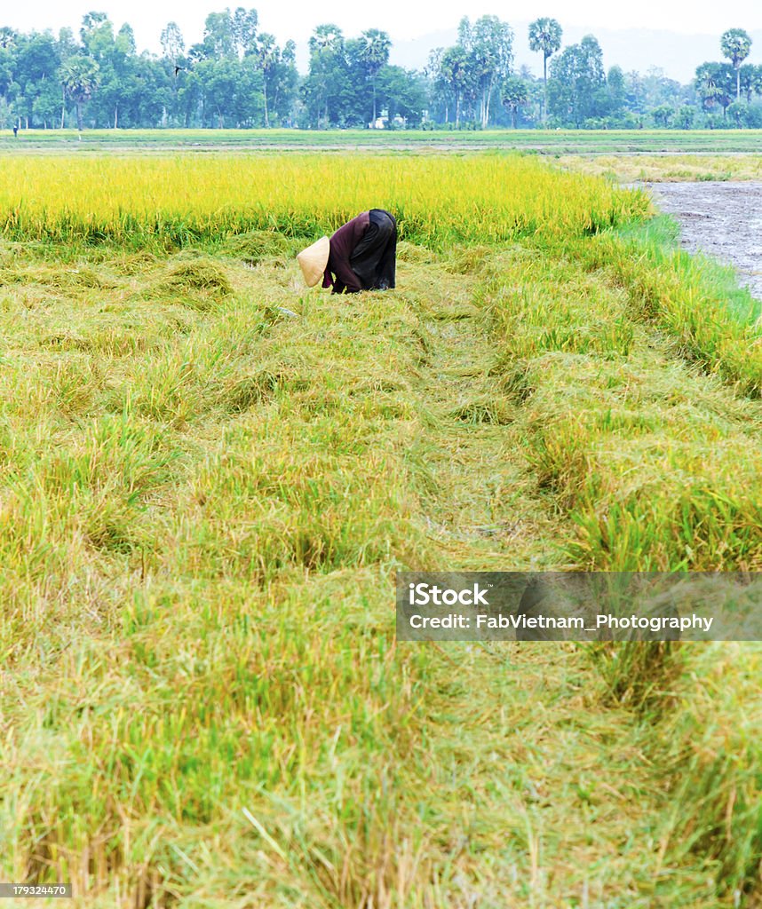 Pessoas trabalhando no campo de arroz - Foto de stock de Adulto royalty-free