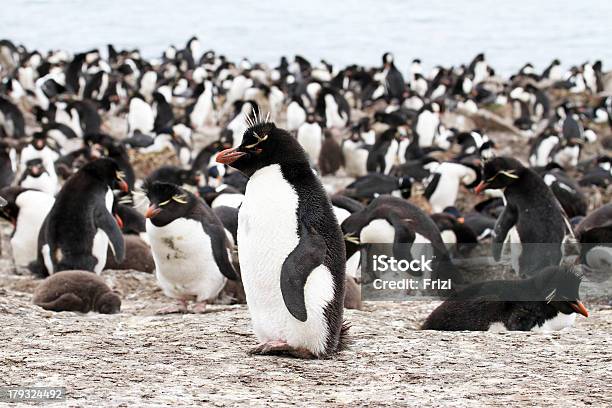 Pingüino De Roca De Colonia Foto de stock y más banco de imágenes de Aire libre - Aire libre, Animal, Animales salvajes