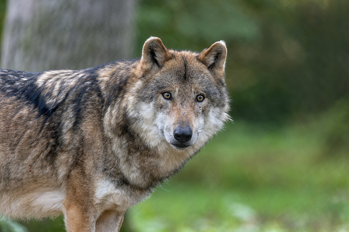 Portrait of an Eurasian wolf (Canis lupus lupus).