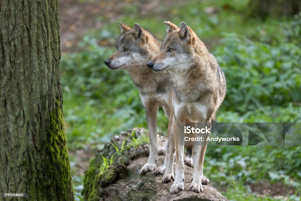 Two Eurasian wolves (Canis lupus lupus) Two Eurasian wolves (Canis lupus lupus) standing on a tree stump. Wolf Stock Photo