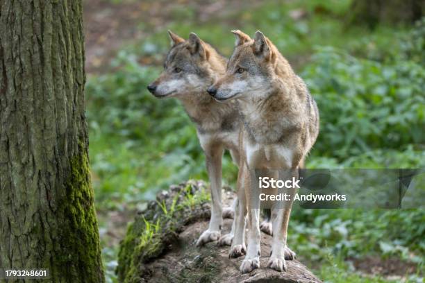 Two Eurasian Wolves Stock Photo - Download Image Now - Wolf, Animal, Animal Behavior