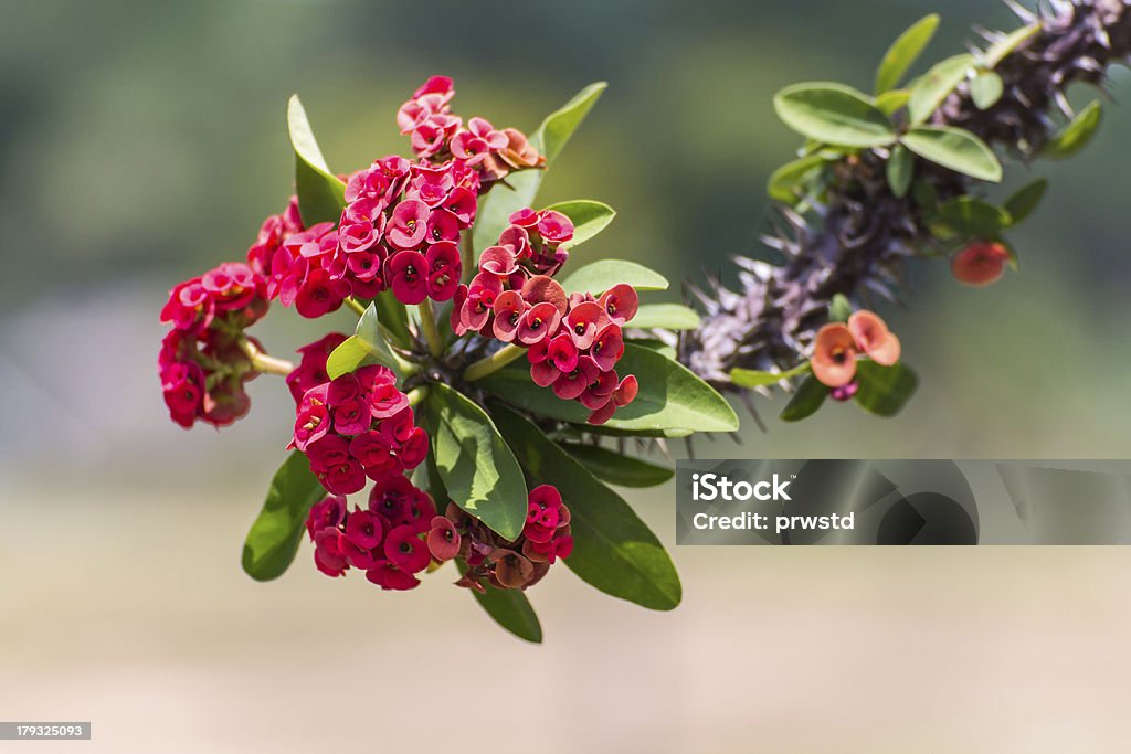 Rojo flores Poi Sian - Foto de stock de Botánica libre de derechos