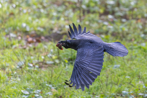 Flying common raven (Corvus corax) with prey.
