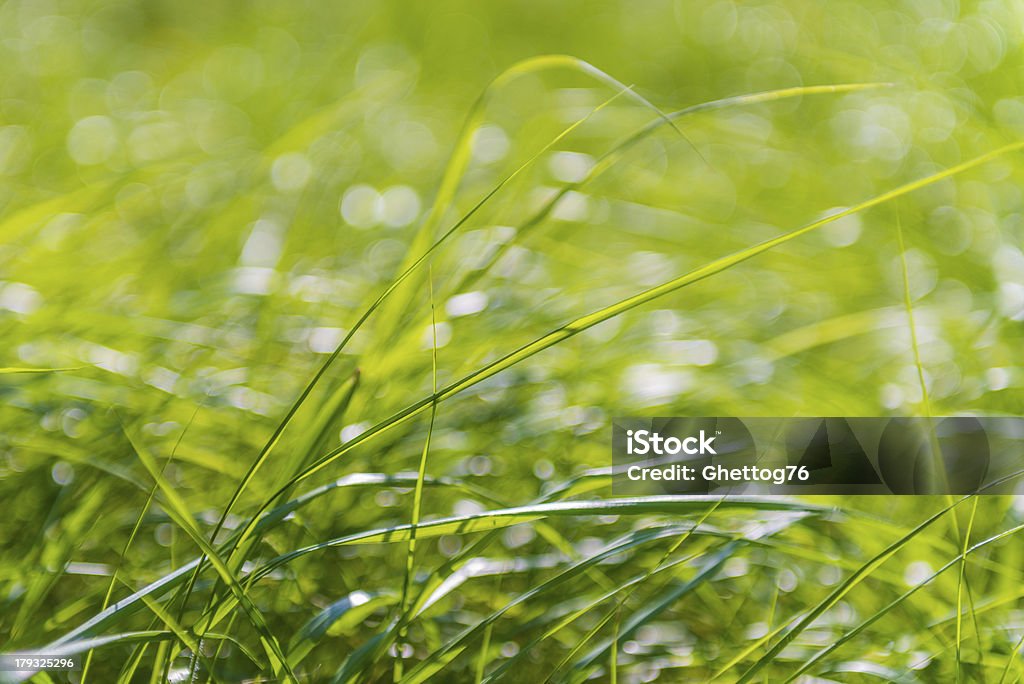 Grass background texture Green grass background xxxl Agricultural Field Stock Photo