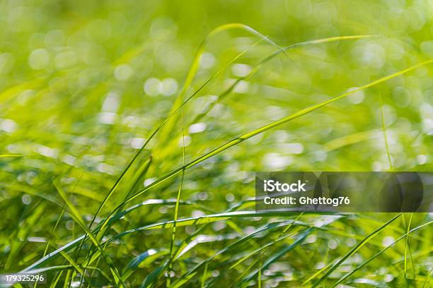 Grass Background Texture Stock Photo - Download Image Now - Agricultural Field, Backgrounds, Color Image